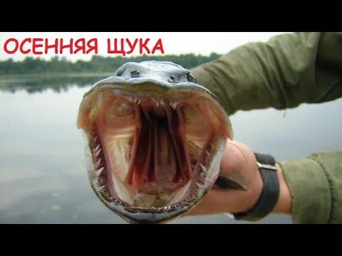 Видео: Щука разогнула крючок и порвала подсак!