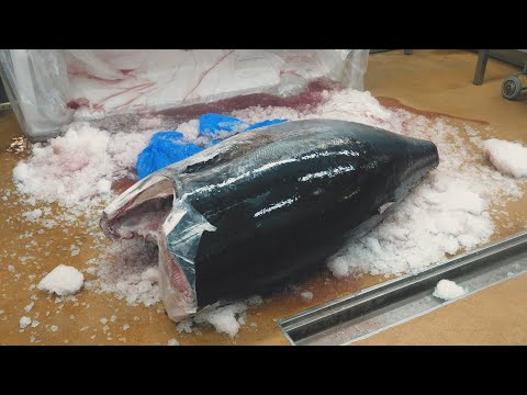 Видео: Огромное шоу по разборке тунца весом 200 кг от эксперта по разборке тунца!