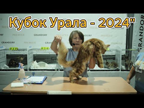 Видео: 08 Кубок Урала 2024 г. кошки породы "Мейн-кун"