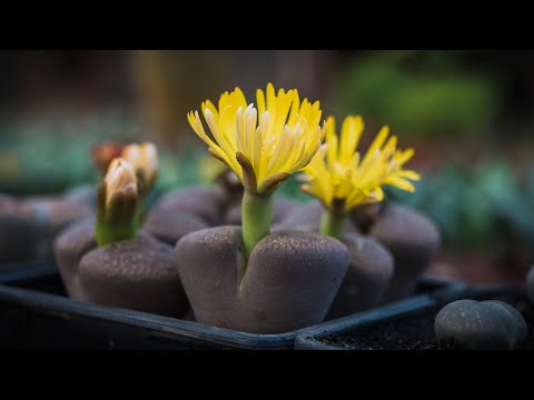 Видео: МЕТОДЫ ПОЛИВА ЛИТОПСА | ВЫ ДОЛЖНЫ ЭТО ЗНАТЬ!