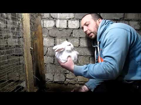 Видео: Достаю Кроликов из НОРЫ! // Неожиданный Окрол крольчихи в НОРЕ! // Про КРОЛИКОВ!