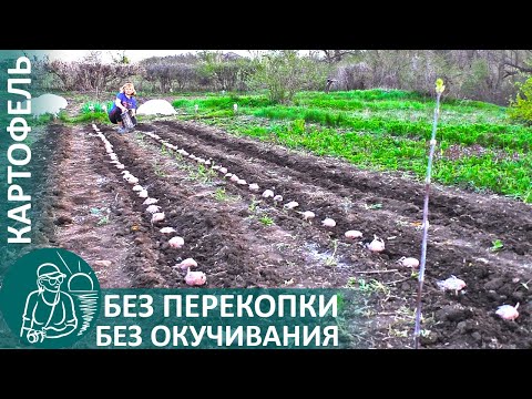 Видео: 🥔 Посадка картофеля без перекопки и окучивания 🌿 Выращивание картофеля по технологии Гордеевых