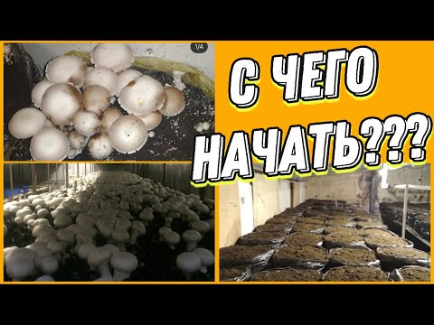 Видео: Грибной бизнес. Можно ли начать Выращивать шампиньоны с нуля ?бизнес с минимальными вложениями?