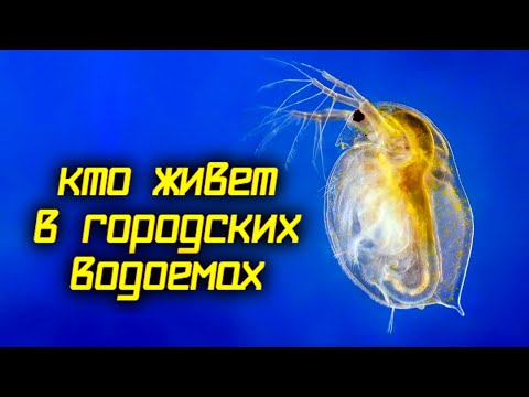 Видео: Удивительные обитатели самых обычных городских водоемов