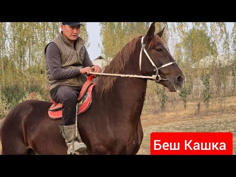 Видео: КЕЛИШКЕН  беш  КАШКА   Жарыштан  жеңген  Атты  алып кет