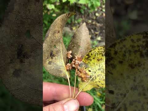 Видео: Как лечить ржавчину груши