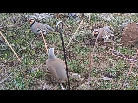 Видео: охота на куропатка король YouTube Спартак 7 апрель