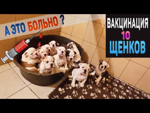 Видео: Вакцинация щенков. Будет больно? 10 щенков английского бульдога получают первую вакцину.