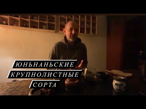 Видео: Юннаньские крупнолистные сорта.