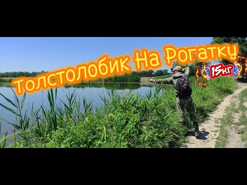 Видео: Трофейный Улов На Рогатку: Огромный Толстолобик! #ТрофейныйУлов#РыбалкаНаРогатку#Толстолобик#2024#1m