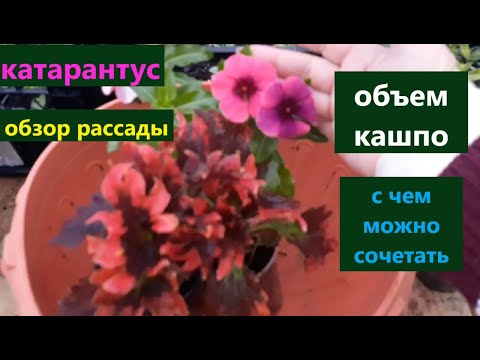 Видео: Катарантус обзор рассады  В какой объем буду сажать  С чем можно сочетать.