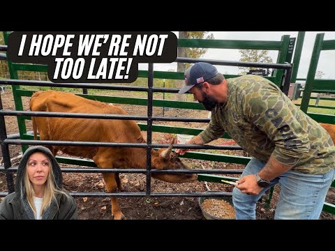 Видео: У нас на ферме ОЧЕНЬ БОЛЬНАЯ 🤒 корова! 🚨