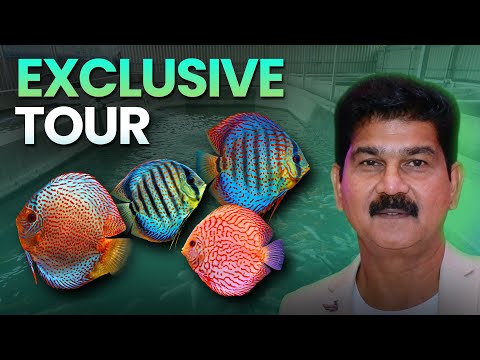 Видео: Sams Discus India: эксклюзивный тур по ведущей индийской ферме по разведению дискусов