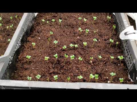 Видео: Выращивание рассады  капусты в ящиках . Делюсь опытом !