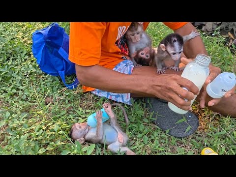Видео: ПЕРВЫЙ ДЕНЬ В ДИКОЙ ПРИРОДЕ ЛЕЛА И КОРОЛЕВА БЫЛИ ОЧЕНЬ НАПУГАНЫ 😨 ЭТА ОБЕЗЬЯНА ПЛАЧЕТ
