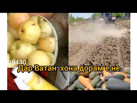 Видео: Картошка 🥔 чиндем 🤗закасо омад 🏺распаковка #зани пурхунар