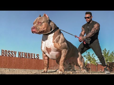 Видео: Эти Собаки Запрещены Во Всем Мире | Топ 8