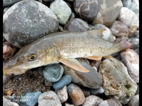 Видео: ОСЕННИЙ УСАЧ\ловля мелкого усача осенью