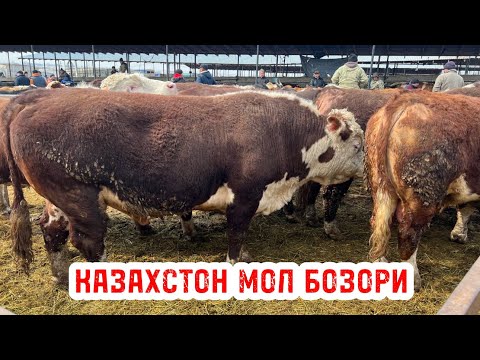 Видео: КАЗАХСТОН МОЛ БОЗОРИ НАРХЛАРИ👍🏻