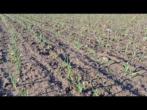 Видео: Хлороз і м'яка(мокра) гниль, основні причини пожовтіння часнику! Час діяти!