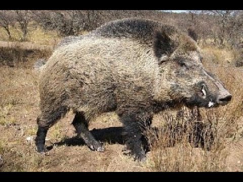 Видео: Большой кабан на фотоловушку . видео на фотоловушку . секач