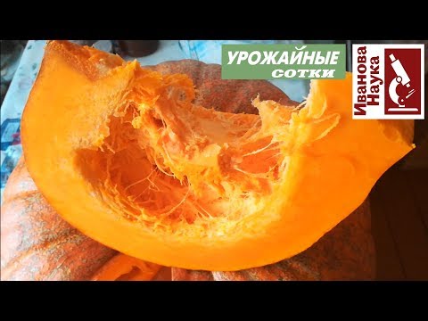Видео: Как БЕЗОПАСНО сохранить тыкву и защитить ее от порчи? Простые, но важные правила.