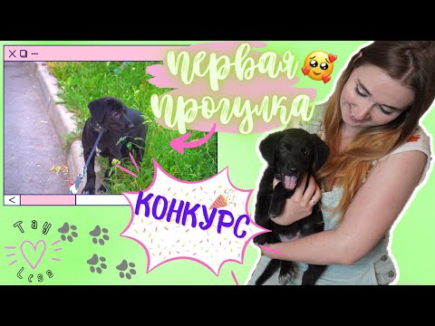 Видео: КОНКУРС! ПЕРВАЯ ПРОГУЛКА С ЩЕНКОМ! КАК ВЫГУЛИВАТЬ ЩЕНКА, КАК ВПЕРВЫЕ ВЫЙТИ НА УЛИЦУ ЧТО НУЖНО ЗНАТЬ