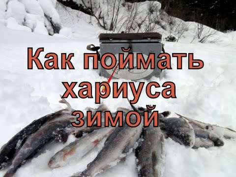 Видео: Как поймать хариуса зимой