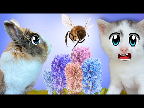 Видео: 24 ЧАСА с КОТАМИ ВЕСНОЙ челлендж! ОБНОВЛЕНИЕ в КОМНАТЕ для ЖИВОТНЫХ! ШКОЛЬНЫЕ БУДНИ МАЛЫША И МУРКИ