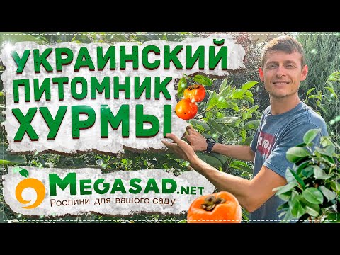 Видео: ЕСЛИ САЖЕНЦЫ ХУРМЫ, ТО ТОЛЬКО ИЗ ПИТОМНИКА "Мегасад" | более 20 сортов хурмы