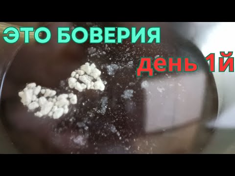 Видео: Размножаю Боверию - гриб защитник растений от вредителей и некоторых болезней.
