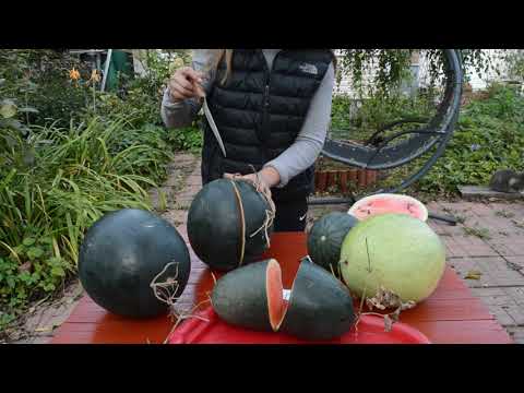 Видео: Сорта арбузов: описание и дегустация