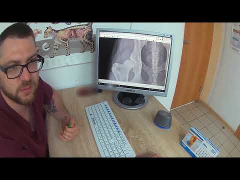 Видео: Разбор клинического случая | Дисплазия ТБС у собаки