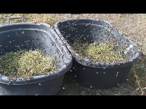 Видео: Пасека в горах/ Открытое кормление/