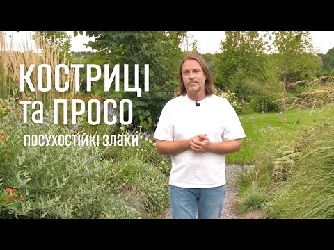 Видео: ЛАНДШАФТНИЙ ДИЗАЙН | КОСТРИЦІ ТА ПРОСО. ПОСУХОСТІЙКІ ЗЛАКИ