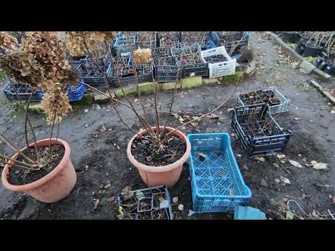 Видео: 1 декабря 2024 г.