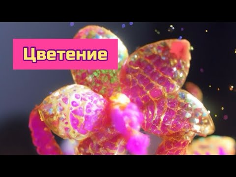 Видео: Цветущие орхидеи фаленопсис, бабочки пелорики и просто красавицы, релакс видео #orchid #plants #phal