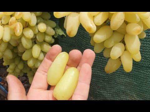 Видео: Зрізка ягоди в середині серпня 2025