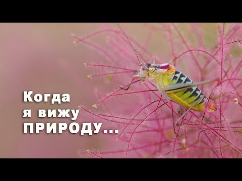 Видео: "Когда я вижу природу, я чувствую себя живым!"