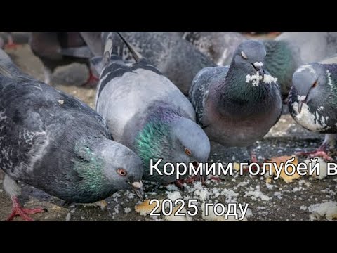 Видео: Туториал как кормить голубей
