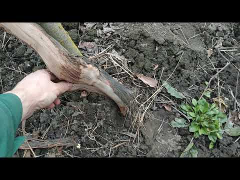 Видео: Формирование укрывного штамба винограда