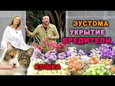 Видео: Выпуск про: посев эустомы, укрытие, кошка притворяется больной, огурцы в парнике, паутинного клеща.