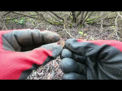 Видео: Поиск кладов с NOKTA LEGEND! Серебро на лесной дороге! #коп_монет #metaldetecting #находки 