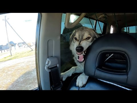 Видео: ТРЕШШШШ С ВОЛКАМИ ЕДЕМ НА СЪЕМКИ ФИЛЬМА. ПОБЕГ ИЗ МАШИНЫ. ОСКАЛ ВОЛКА. Луна съела все нервы. Волк