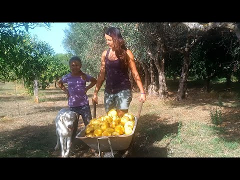 Видео: 50.  Что растёт на хуторе в октябре? Обзор участка. Aйва. Как избавиться от урожая сладкого перца?