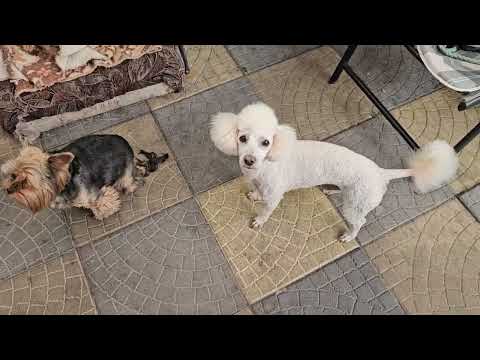 Видео: Вкусный торт за 20 минут, на стрижке Мадин жених)