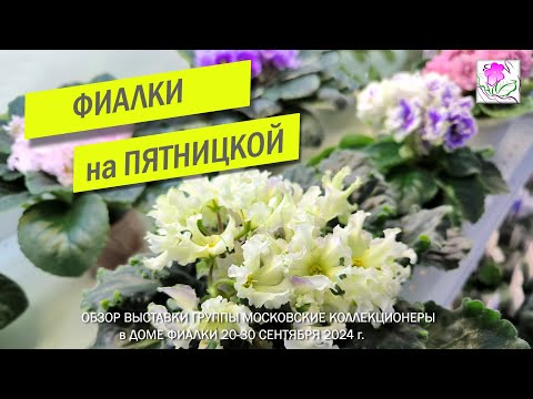 Видео: Обзор выставки "Фиалки на Пятницкой" группа Московские коллекционеры в Доме Фиалки 20-30 09.2024
