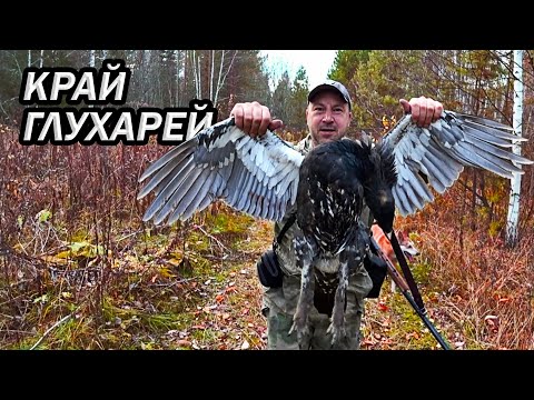 Видео: Охота на глухаря. Глухариное место