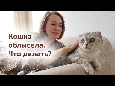 Видео: Облысение у кошки