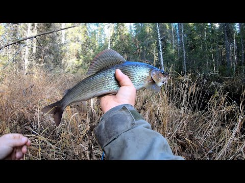 Видео: Ловля хариуса мормышкой на таежной речке.